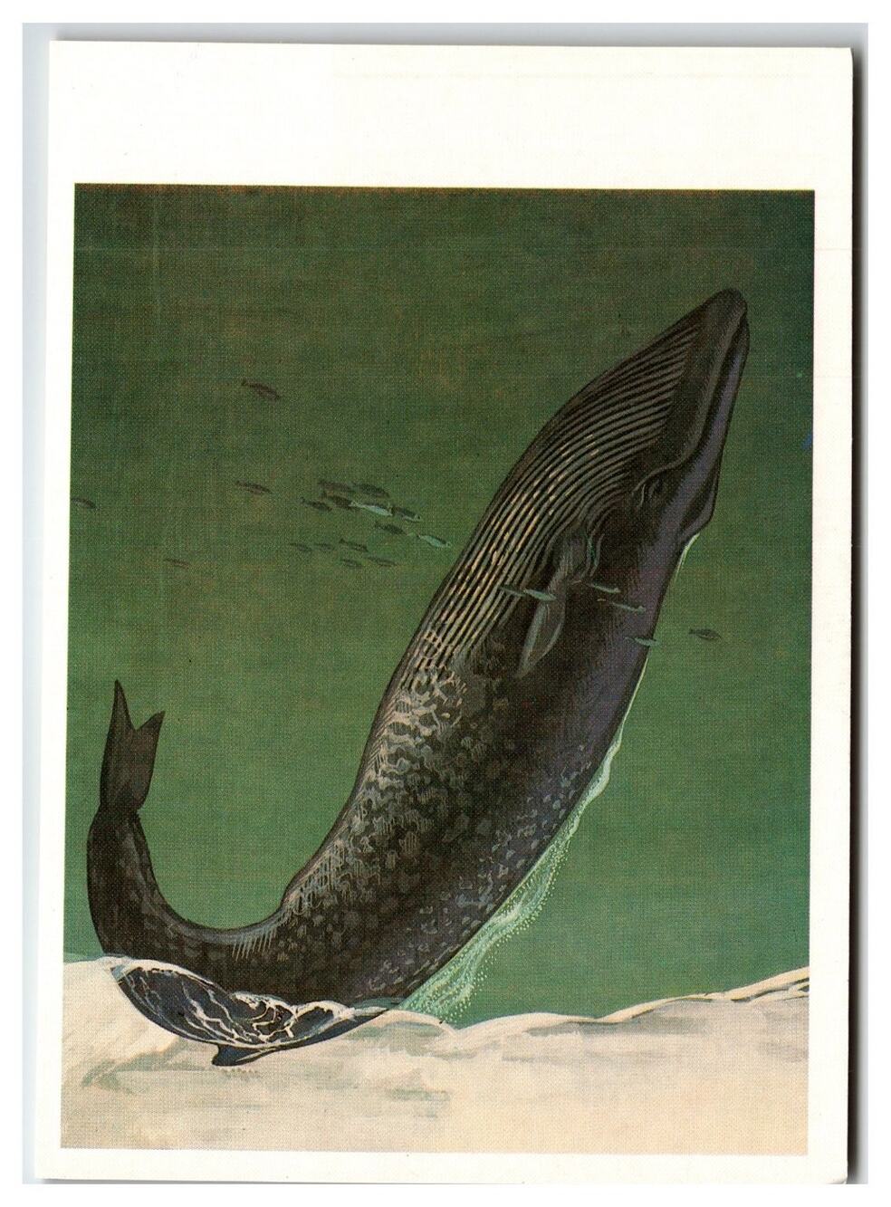 1984 Soviet Blue Whale Art Postcard V. Gorbatov Wildlife USSR Ocean